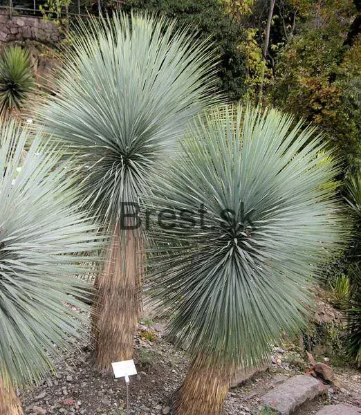 Yucca thompsoniana
